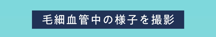 毛細血管中の様子を撮影