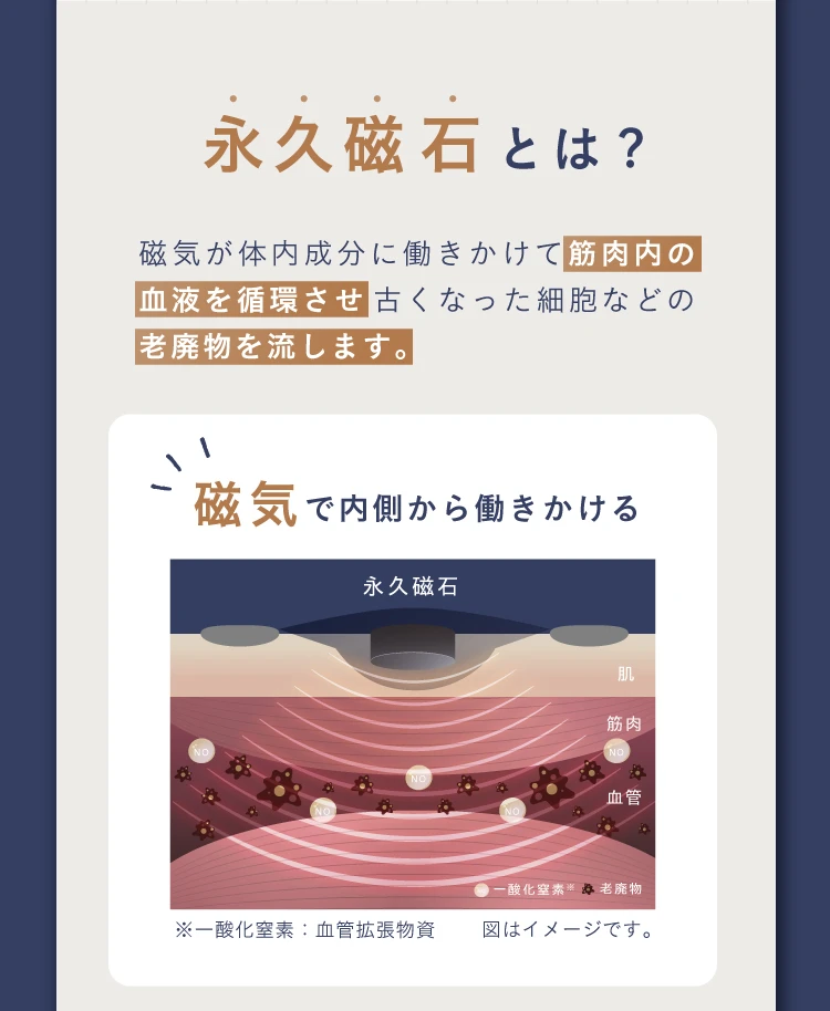 永久磁石とは？磁気が体内成分に働きかけて筋肉内の血液を循環させ古くなった細胞などの老廃物を流します。